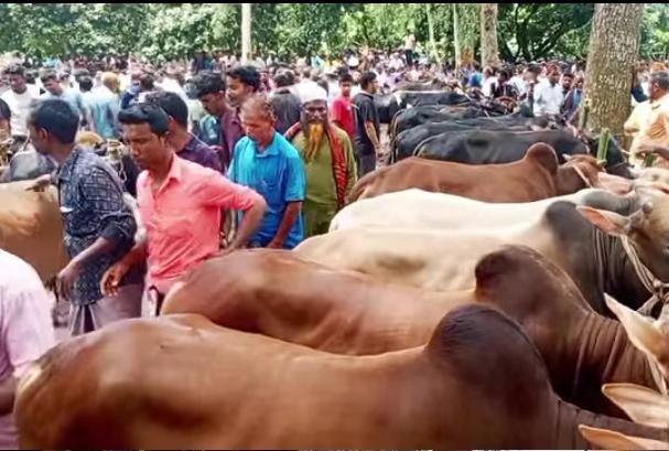 আড়াই'শ বছরের ঐতিহ্য, ভোলার যে বাজারে চলে খাজনামুক্ত পশু বেচাকেনা।